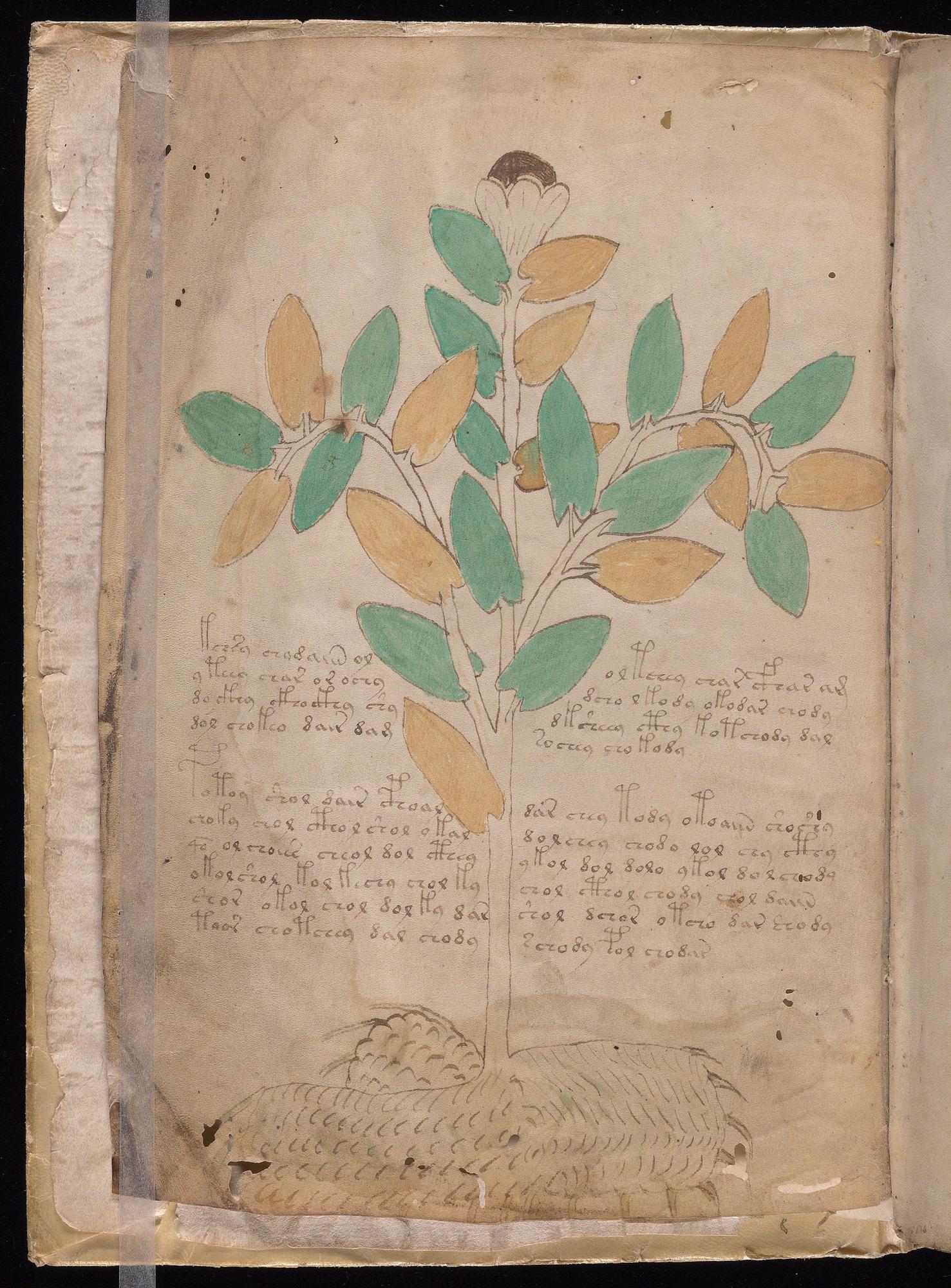 Herbal Page 2